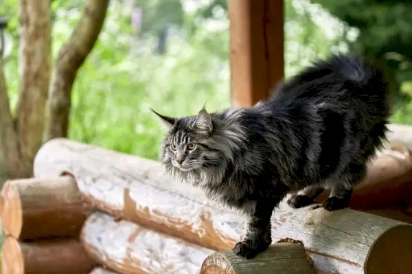 Das Bild zeigt eine flauschige Katze mit mittleren Schritten, die anmutig geht.