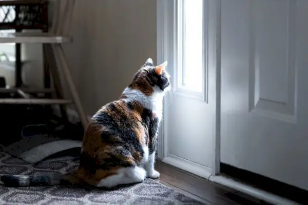 Billedet forestiller en kat, der sidder ved en døråbning eller et vindue og kigger ud, som om han så sin ejer gå.