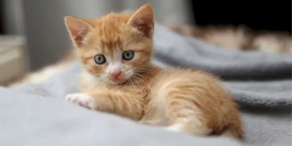 L'immagine mostra un adorabile nuovo gattino, con gli occhi spalancati per la curiosità e la giocosità.