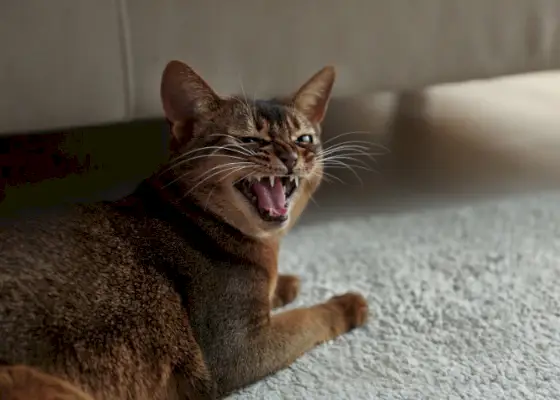 Bildet skildrer en katt i et uttrykksfullt øyeblikk, med munnen åpen og vokaliserende, noe som antyder en sint eller frustrert mjau.