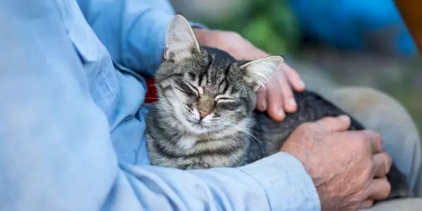 Das Bild zeigt eine herzerwärmende Szene, in der ein älterer Mann zärtlich mit einer älteren Katze interagiert.