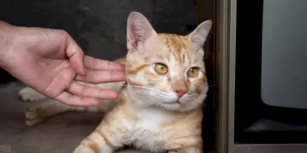 Nell'immagine, un gatto sembra ignorare il suo proprietario, mettendo in mostra la natura indipendente e talvolta distaccata dei felini.