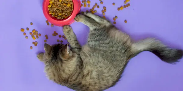 Perché i gatti giocano con il cibo?