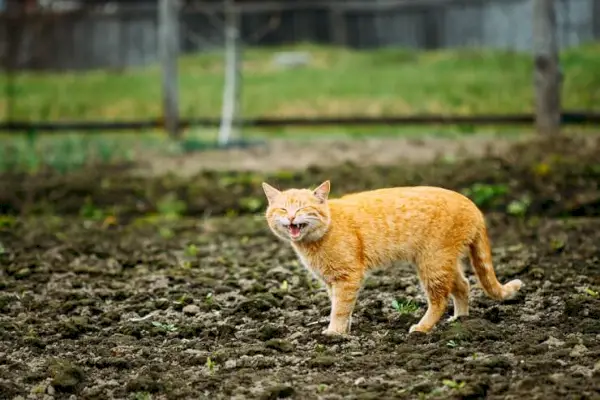 猫は夜ふざけて鳴き、魅力的な遊びと交流を求める欲求を表します。