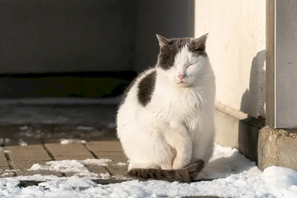 Imagem cativante de um gato miando, capturando um momento de vocalização e expressão.