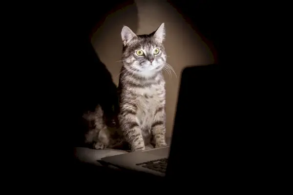 Gato observando calmamente a noite, recortado contra o fundo mal iluminado, encarnando o mistério dos momentos noturnos.