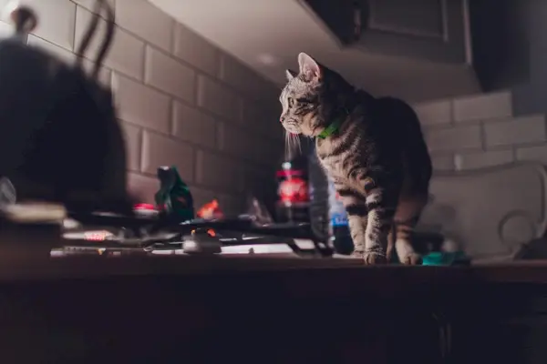 Beeld dat een hartverwarmend moment van kameraadschap vastlegt tussen een persoon en zijn kat, waarbij de vraag wordt gesteld of dat wel het geval is