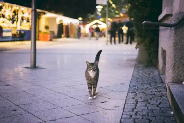 Nærbilde av en katt.