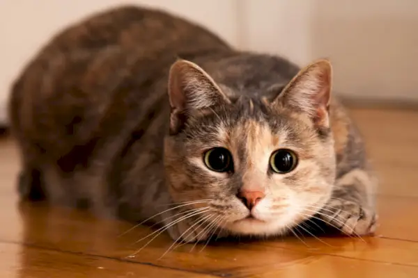 Mittendrin eine Katze mit großen Augen