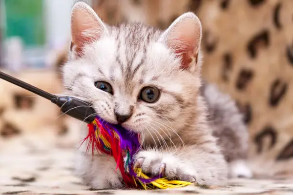 Katze Zoomies Feather Want Spielzeug