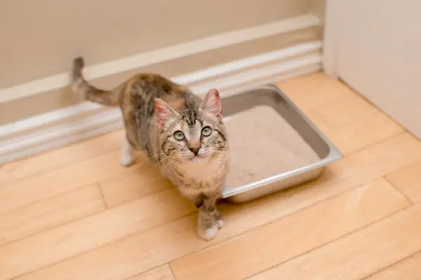 Gatito atigrado alegre al lado de una caja de arena.