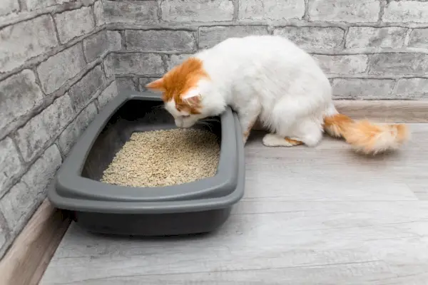 Gato doméstico mirando la caja de arena.