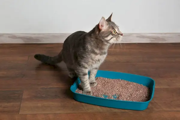 Assortimento di lettiere per gatti in vari stili. L'immagine mostra una raccolta di diverse lettiere per gatti, evidenziando le opzioni disponibili per l'igiene e il comfort felino.