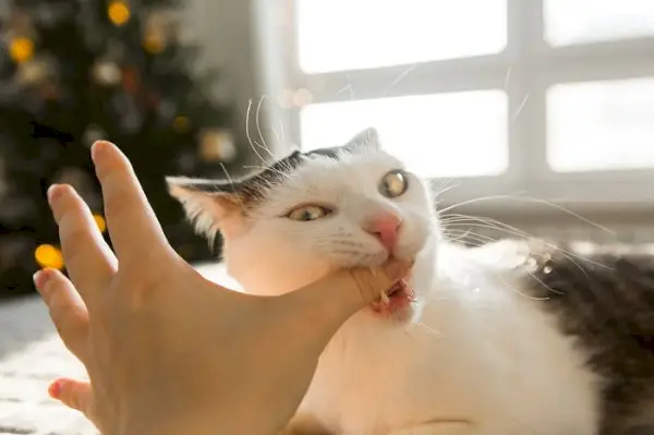 Katze zeigt Anzeichen von Angst.