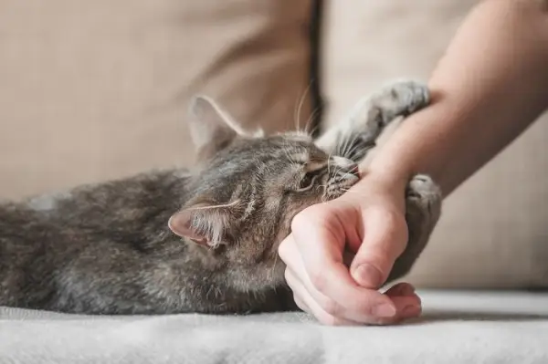 좌절의 징후를 보이는 고양이.