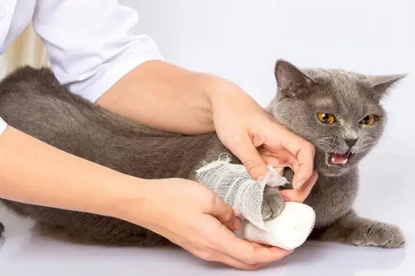 괴로움이나 고통을 겪고 있는 고양이.