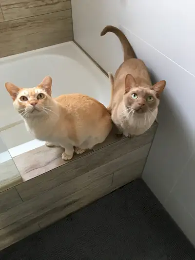 Eine herzerwärmende Szene mit Erik und Rexxie, zwei Katzen, die ihren Besitzer gerne bei der Tierpflege auf die Toilette begleiten und die starke Bindung und Kameradschaft zwischen menschlichen und katzenartigen Begleitern demonstrieren.