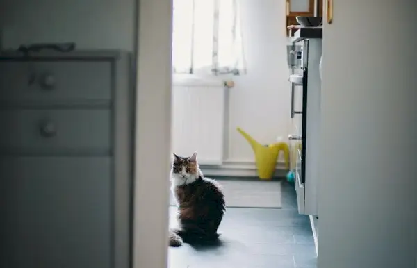 Un gatto che esplora con disinvoltura il bagno, trasudando curiosità mentre indaga l'ambiente circostante, evidenziando la natura curiosa e avventurosa dei compagni felini.