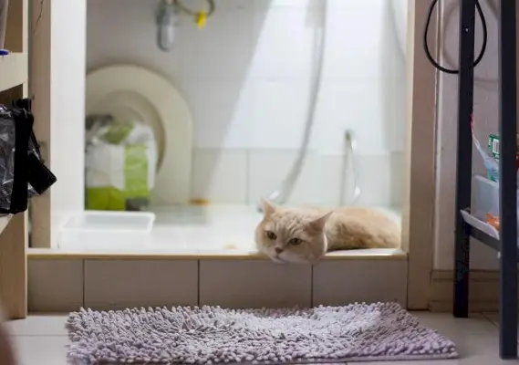 Un chat curieusement perché sur le lavabo de la salle de bain, captivé par son environnement et démontrant sa tendance à trouver des endroits intéressants et non conventionnels à explorer.