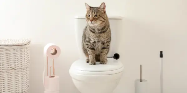 Una imagen divertida que captura un comportamiento felino común: un gato siguiendo juguetonamente a su dueño al baño, mostrando la curiosidad y el compañerismo que a menudo acompañan a estos momentos.