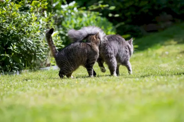 Tabby katt lukter på rumpa av en ung blå tabby maine coon