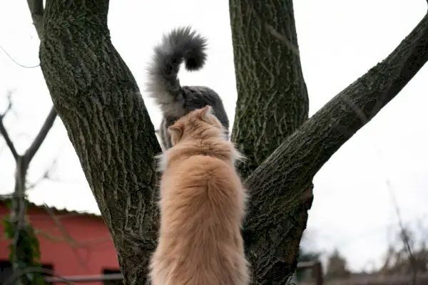 Katze riecht eine andere Katze