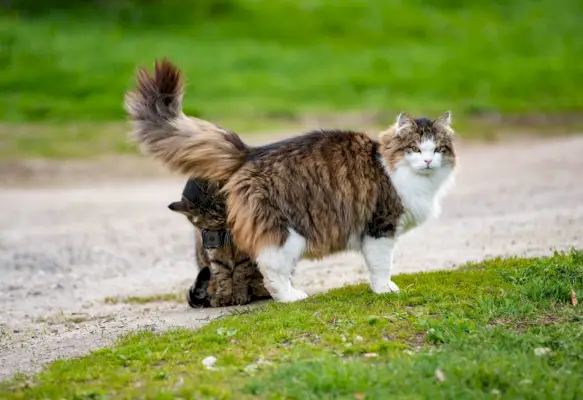 Bild einer Katze, die eine Actionkamera trägt und eine einzigartige Perspektive einfängt, während sie eine andere Katze beschnüffelt, und so die sozialen Interaktionen von Katzen auf innovative Weise zeigt.