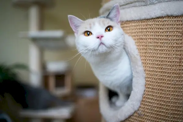 Imagen que captura a un gato escondido, lo que demuestra una sensación de seguridad en un espacio cerrado.