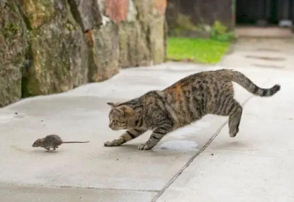 Imagen que destaca cómo los gatos