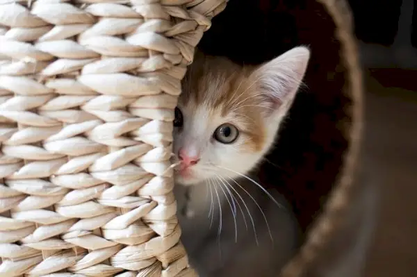 Image d'un chat qui se cache, probablement à cause de la peur ou de l'anxiété, soulignant l'importance de créer des espaces sûrs pour que les chats se sentent en sécurité.