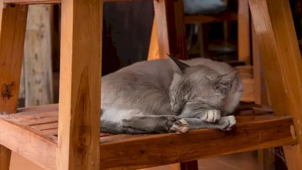 Billede af en kat, der sover fredeligt under en træstol og nyder et hyggeligt og beskyttet hvilested.