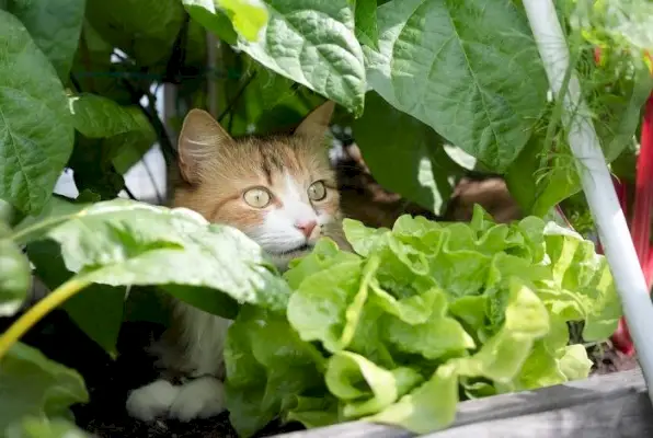 Bilde av en katt som gjemmer seg i en plante, og viser dens naturlige tilbøyelighet til å finne koselige og skjulte steder for avslapning.