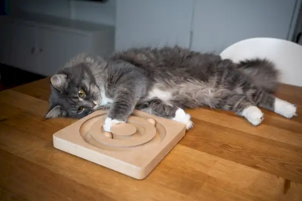 Gato enérgico brincando alegremente sobre uma mesa, mostrando sua agilidade e entusiasmo na exploração do ambiente.