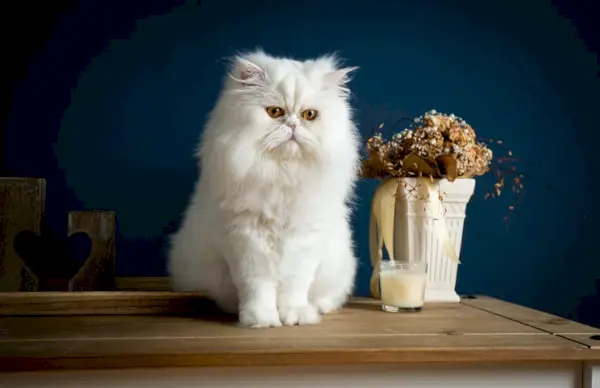 Das Bild zeigt Katzen, die ihrer spielerischen Angewohnheit nachgehen, Dinge vom Tisch zu stoßen, und demonstriert so ihre neugierige und manchmal schelmische Natur.