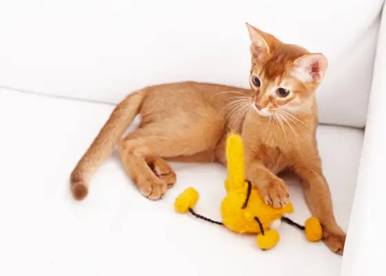 Schattig katje speelt enthousiast met een geel speeltje en straalt vreugde en jeugdige energie uit.