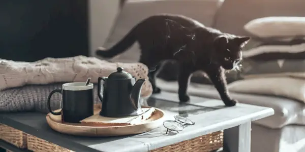 Collection d'images amusantes montrant des chats faisant tomber divers objets des tables, mettant en valeur leur comportement ludique et espiègle.