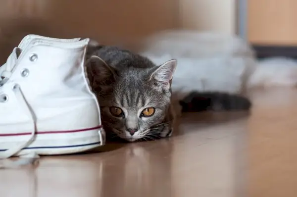 Image fantaisiste d’un chat caché parmi une collection de chaussures.