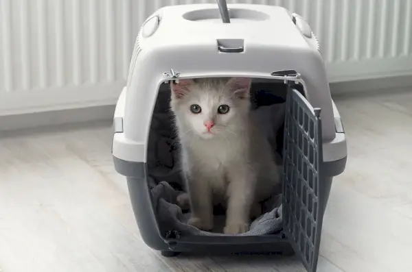 Pequeño gato blanco y esponjoso en un transportador de mascotas