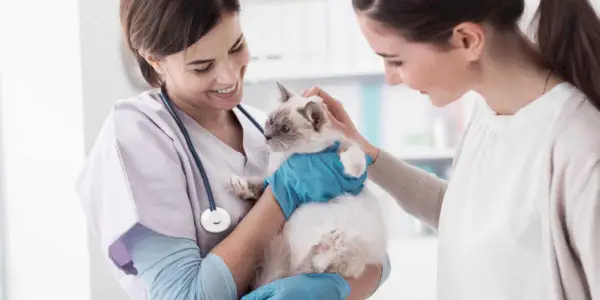 Il gatto non si fida di me dopo la visita dal veterinario: è normale?