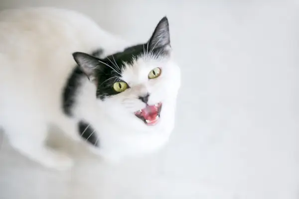 Eine flauschige weiße Katze mit leuchtend blauen Augen, die ein süßes Lächeln ausstrahlt