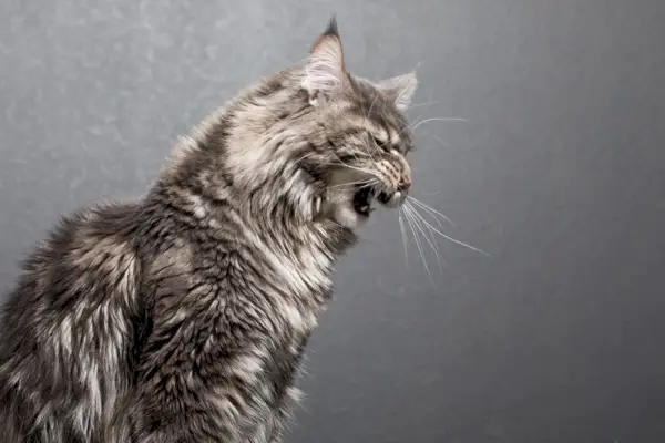 Eine angespannt aussehende graue Katze, die ihre Zähne fletscht und knurrt und Anzeichen von Unruhe oder Abwehr zeigt, möglicherweise ohne ersichtlichen Grund.