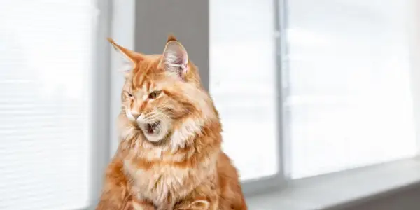 Eine neugierige schwarz-weiße Katze sitzt am Fenster und blickt mit gespannter Aufmerksamkeit nach draußen, als wäre sie in ein fesselndes Gespräch mit der Welt dahinter vertieft.