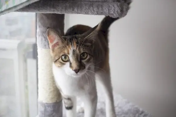 Una imagen que captura a un gato parado con confianza dentro de un árbol para gatos, disfrutando de un lugar elevado y acogedor para observar y relajarse.