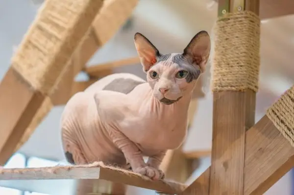 A imagem de um gato satisfeito sentado confortavelmente em uma árvore para gatos, desfrutando de um poleiro aconchegante e de um ponto de vista privilegiado para observar o ambiente.