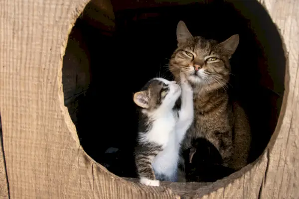 Een schattig beeld van een speels katje dat zich bezighoudt met zijn aandachtige moederkat, en toont een hartverwarmend moment van interactie met de katachtige familie.