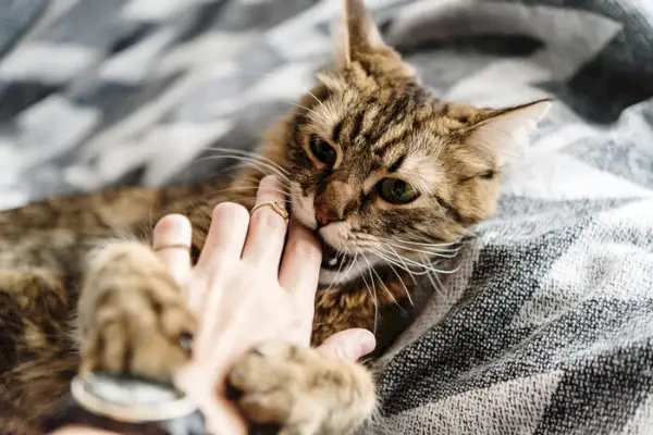 Obrázok znázorňujúci mačku prejavujúcu hryzavé správanie, čo môže vyvolať zvedavosť, prečo by sa mačky mohli takto správať voči svojim majiteľom.