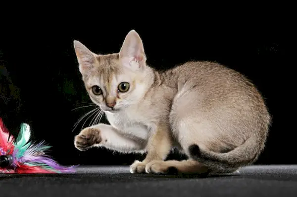 Uma imagem que capta a alegria alegre de um gato Singapura, envolvido numa sessão de brincadeiras animada que reflecte a sua natureza enérgica e viva.