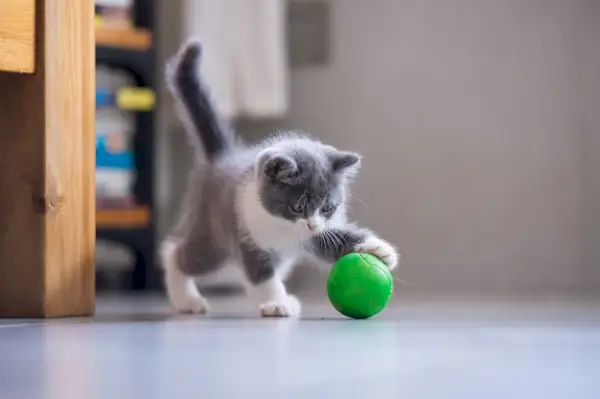 Una deliziosa immagine di un gattino giocoso, pieno di energia e curiosità, impegnato in una sessione di gioco animata.