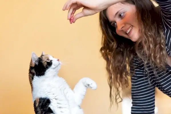 Un'immagine che raffigura un gatto ben addestrato impegnato in un comportamento specifico, evidenziando il successo degli sforzi di addestramento nel promuovere un comportamento felino positivo.