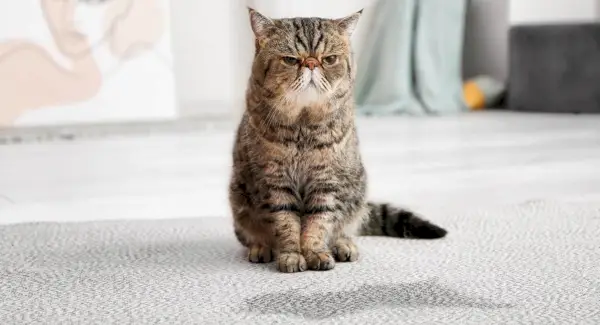 Gato mayor de aspecto gruñón cerca de un charco de orina en la alfombra.